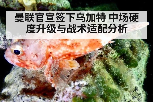 曼联官宣签下乌加特 中场硬度升级与战术适配分析